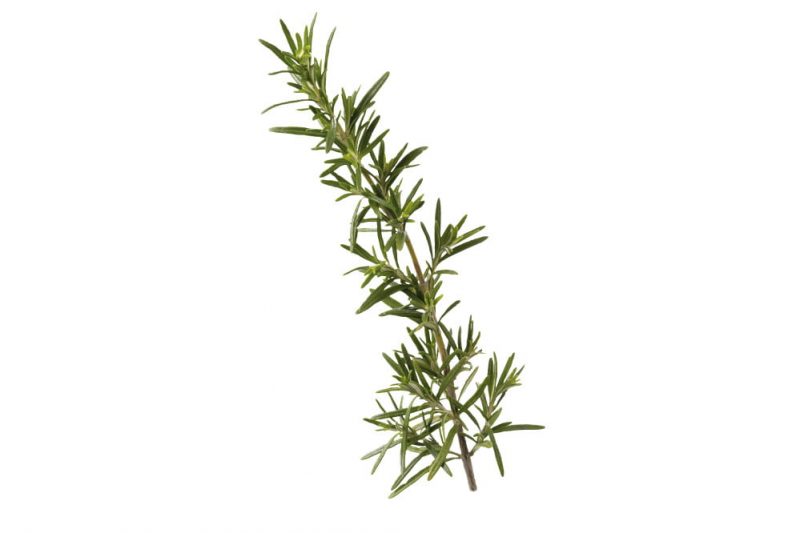 Rosemary Kirbys Store